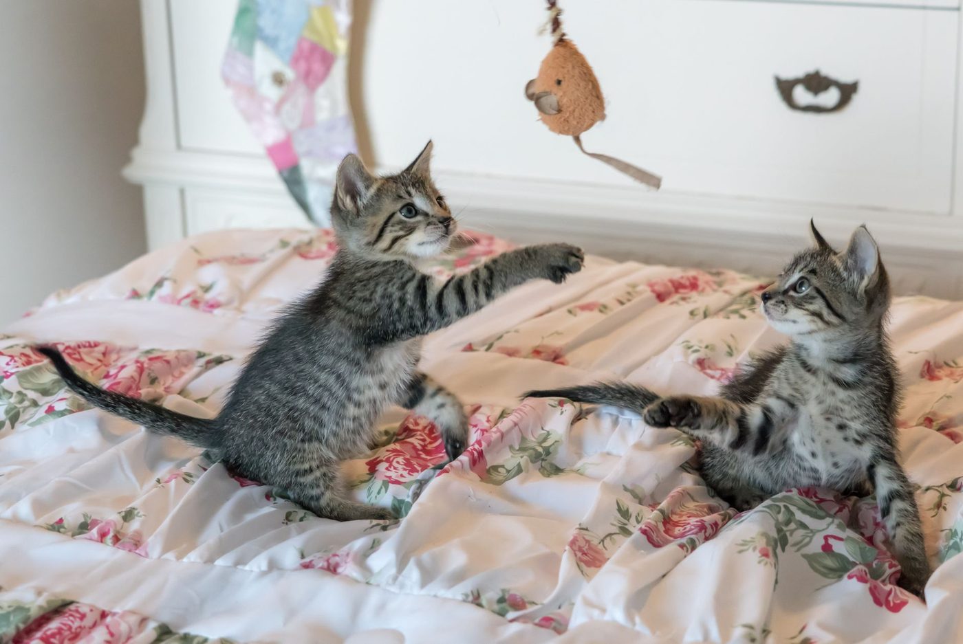 Twee katten onder het mes na speeltje van Aldi: 'Blijft in de darmen steken'