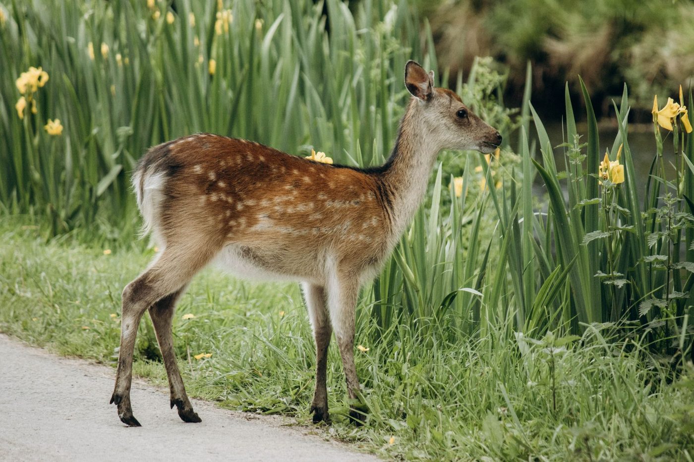 Wilde dieren verdwijnen in rap tempo – maar in België keert één soort voorzichtig terug