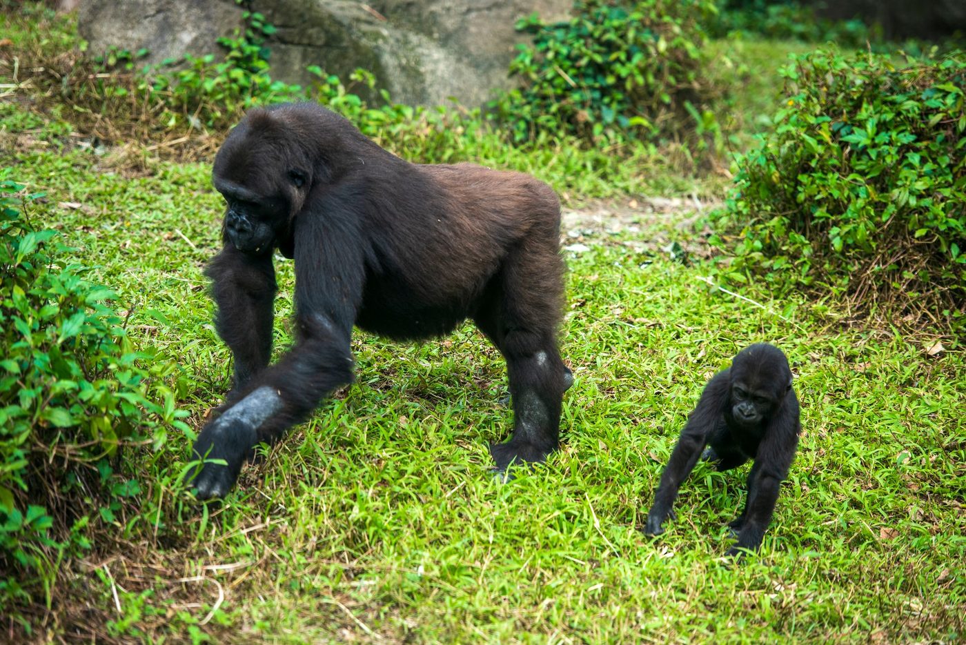 Babygorilla in Zoo Antwerpen krijgt naam: Baya
