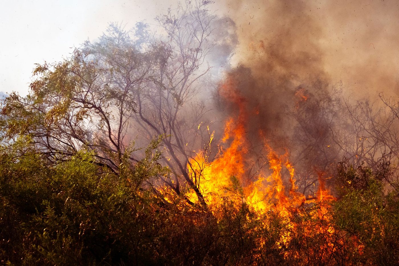 Klimaatcrisis verdubbelt dodental tijdens hittegolf in juni