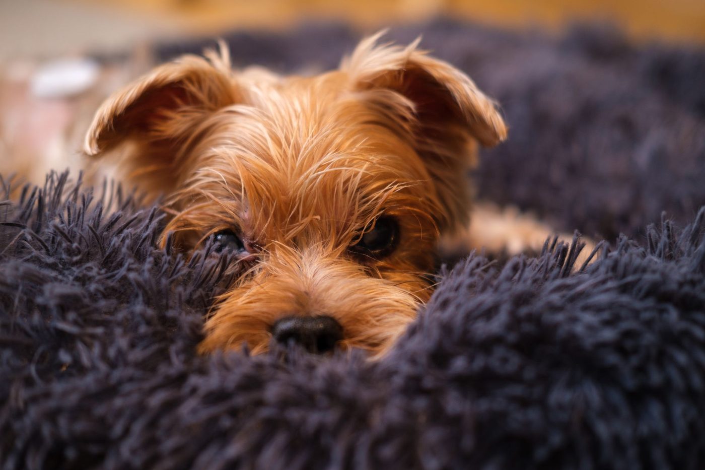 Zes puppy's, één camera: waarom miljoenen Finnen urenlang naar een nestje kijken