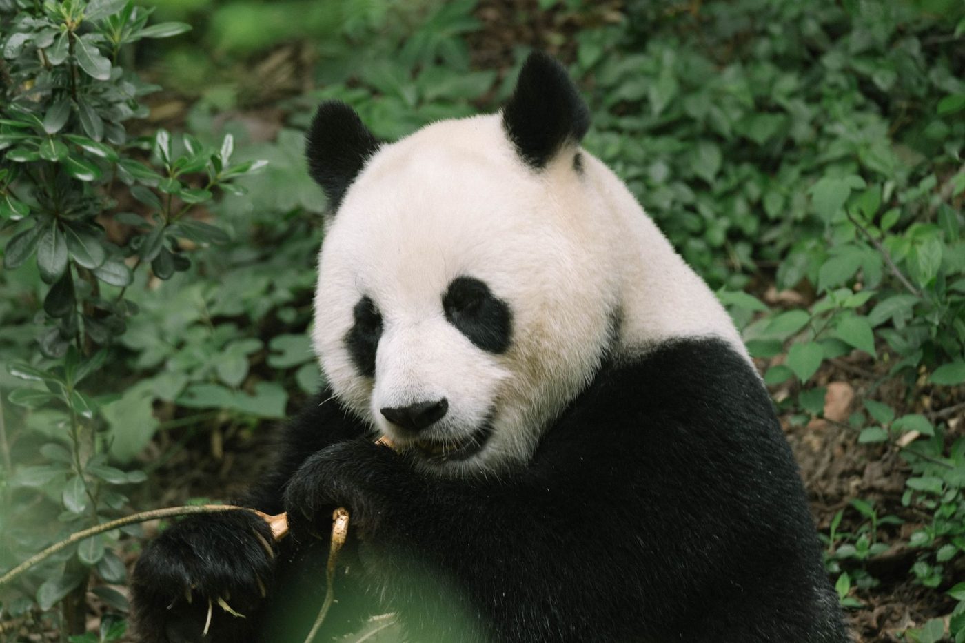 Pando: Het mysterie van het grootste organisme ter wereld