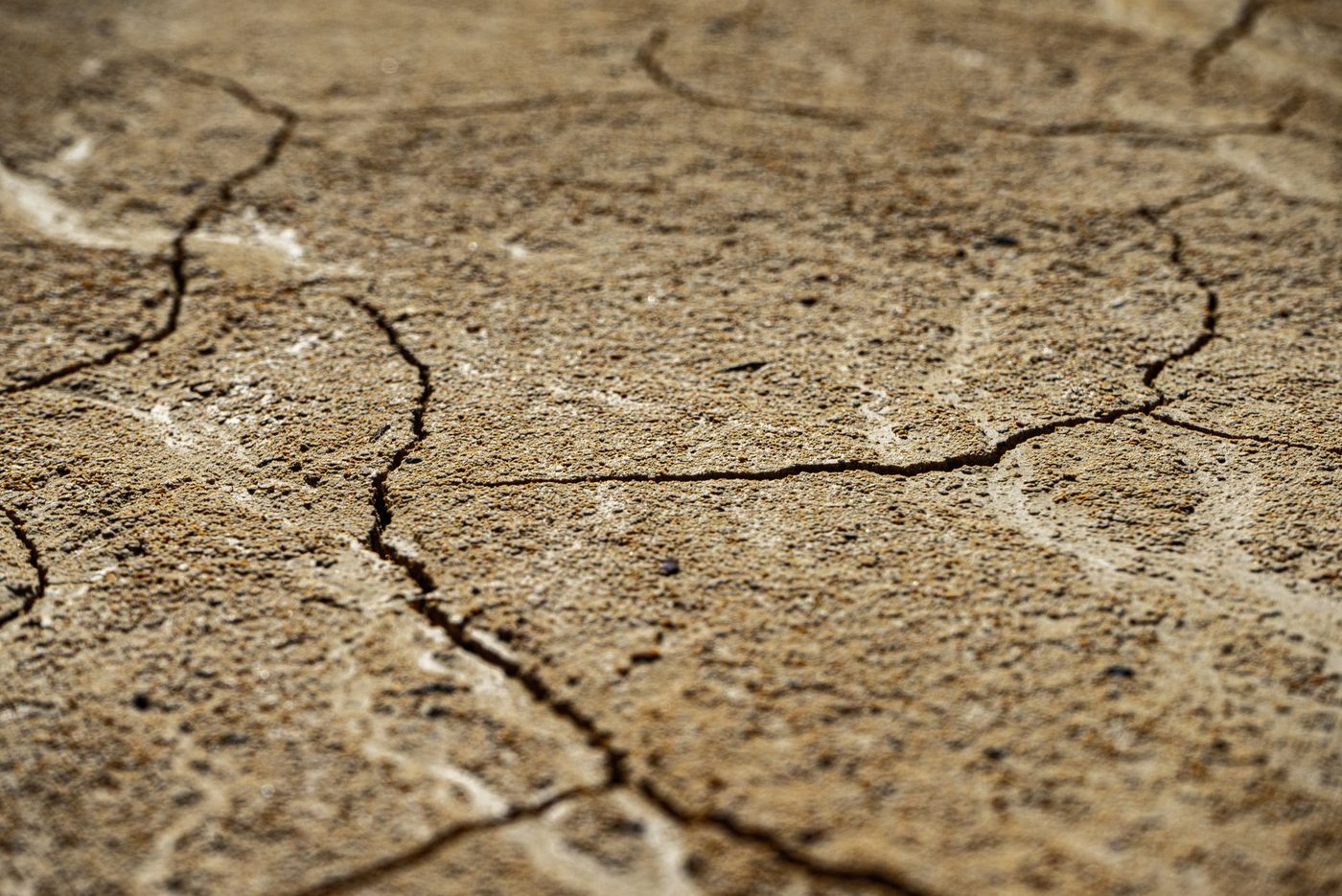 Extreme droogte zorgt voor mislukte aardappelstoot in België