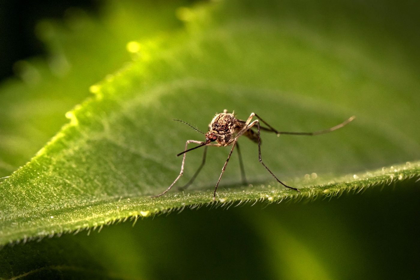 Westnijlvirus in regio Mechelen-Willebroek: zorgverleners op scherp