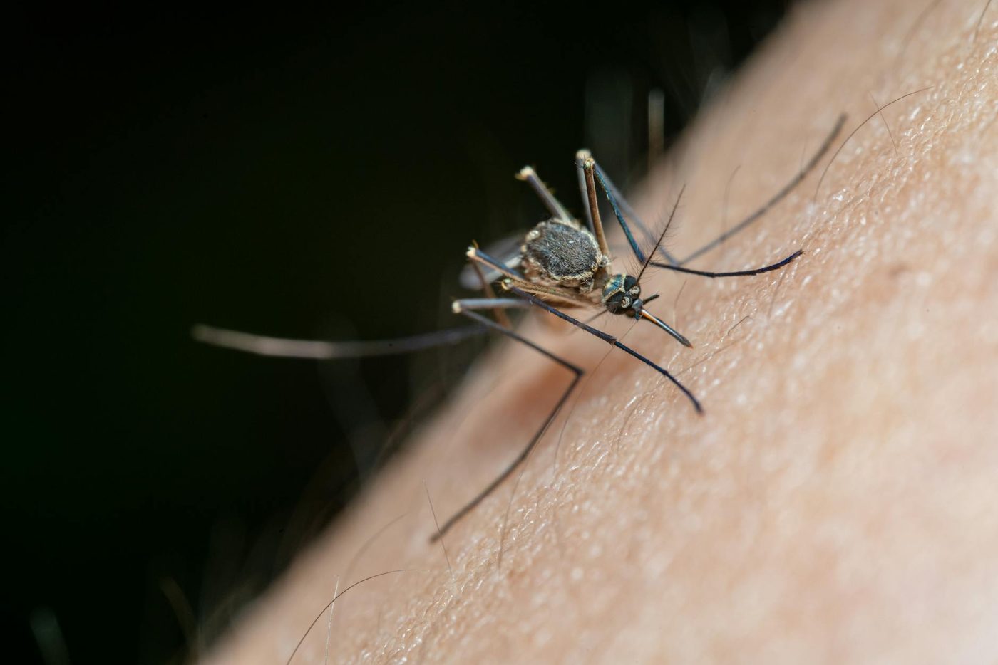 Westnijlvirus gedetecteerd in België: Risico's en verspreiding in kaart