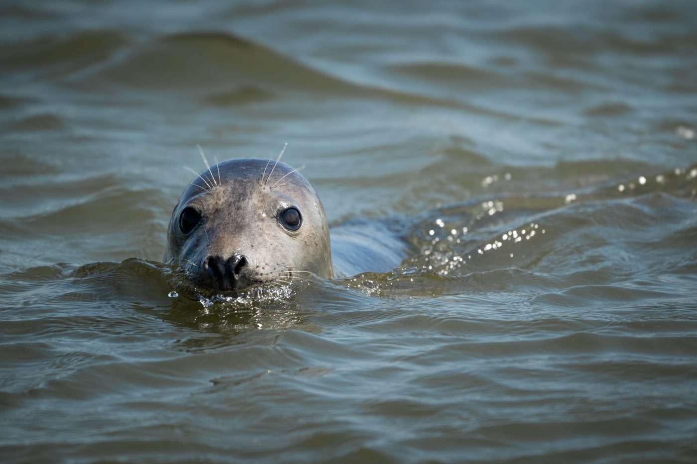 Gentse grachten krijgen opnieuw bezoek van trouwe grijze zeehond: "Al derde of vierde jaar"