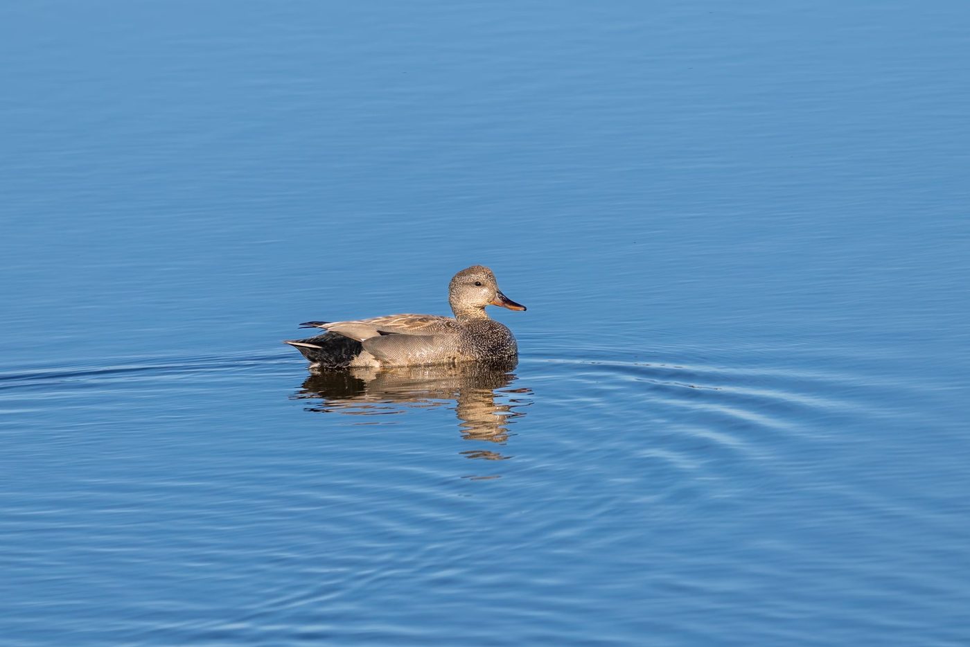 Eerste vogelgriepdode dit najaar: smient bezwijkt in Oudsbergen, meer gevallen verwacht