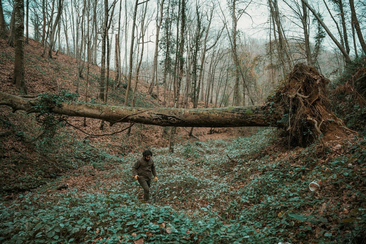 Tragisch ongeval in Duits bos: drie doden na omvallende boom tijdens paaseierenzoektocht