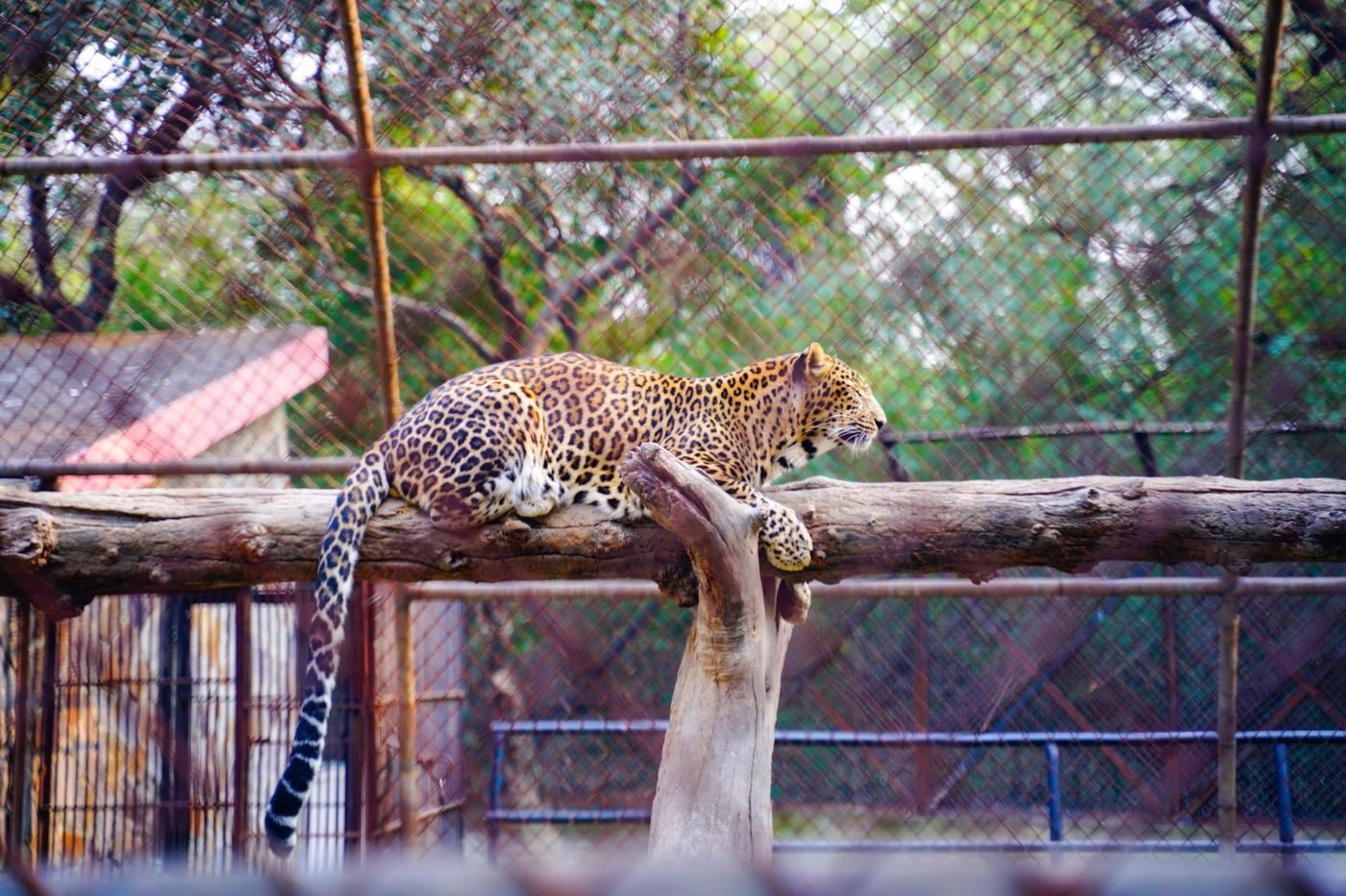 Dierenverzorgster kritiek na aanval door panter in Beekse Bergen