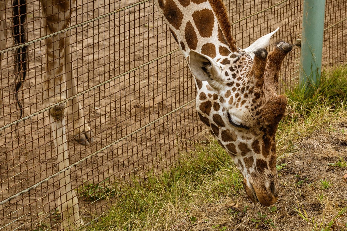 Vlaanderen schenkt alsnog 2 miljoen euro aan ZOO Antwerpen en Planckendael