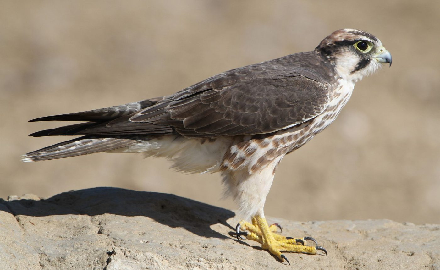 Honderden vogelaars stormen op Blankenberge: "Deze valk is serieus verdwaald"