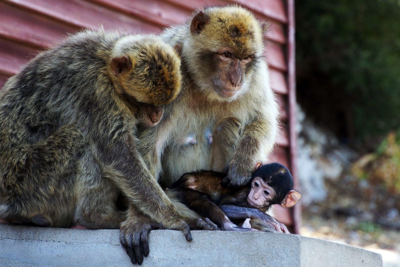 Pasgeboren berberaapje in ZOO Planckendael: moeder Jella doet het fantastisch