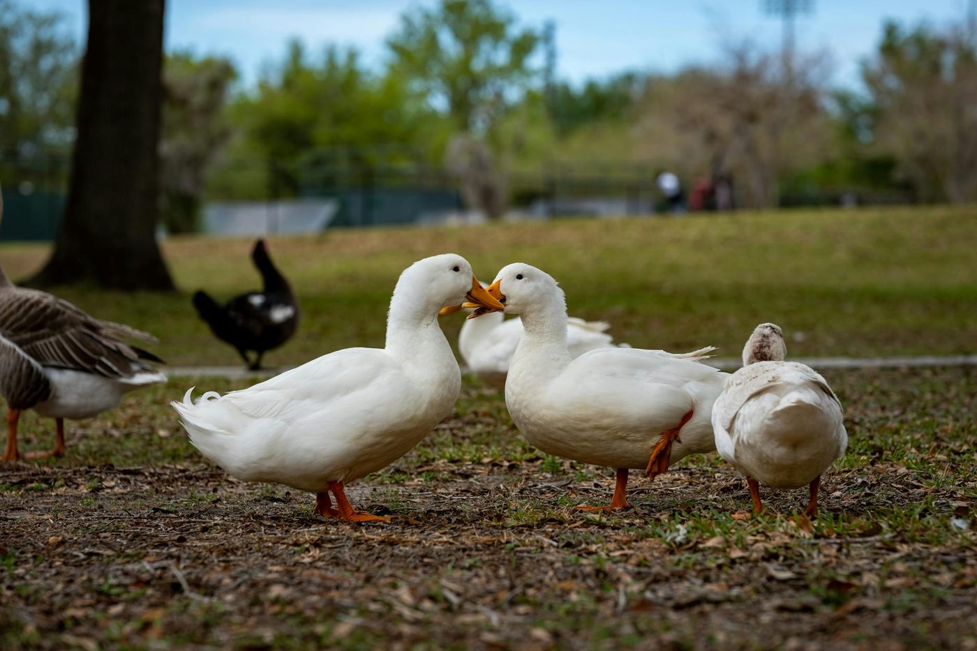 Het voeren van eenden: een lief gebaar met ernstige gevolgen voor de natuur
