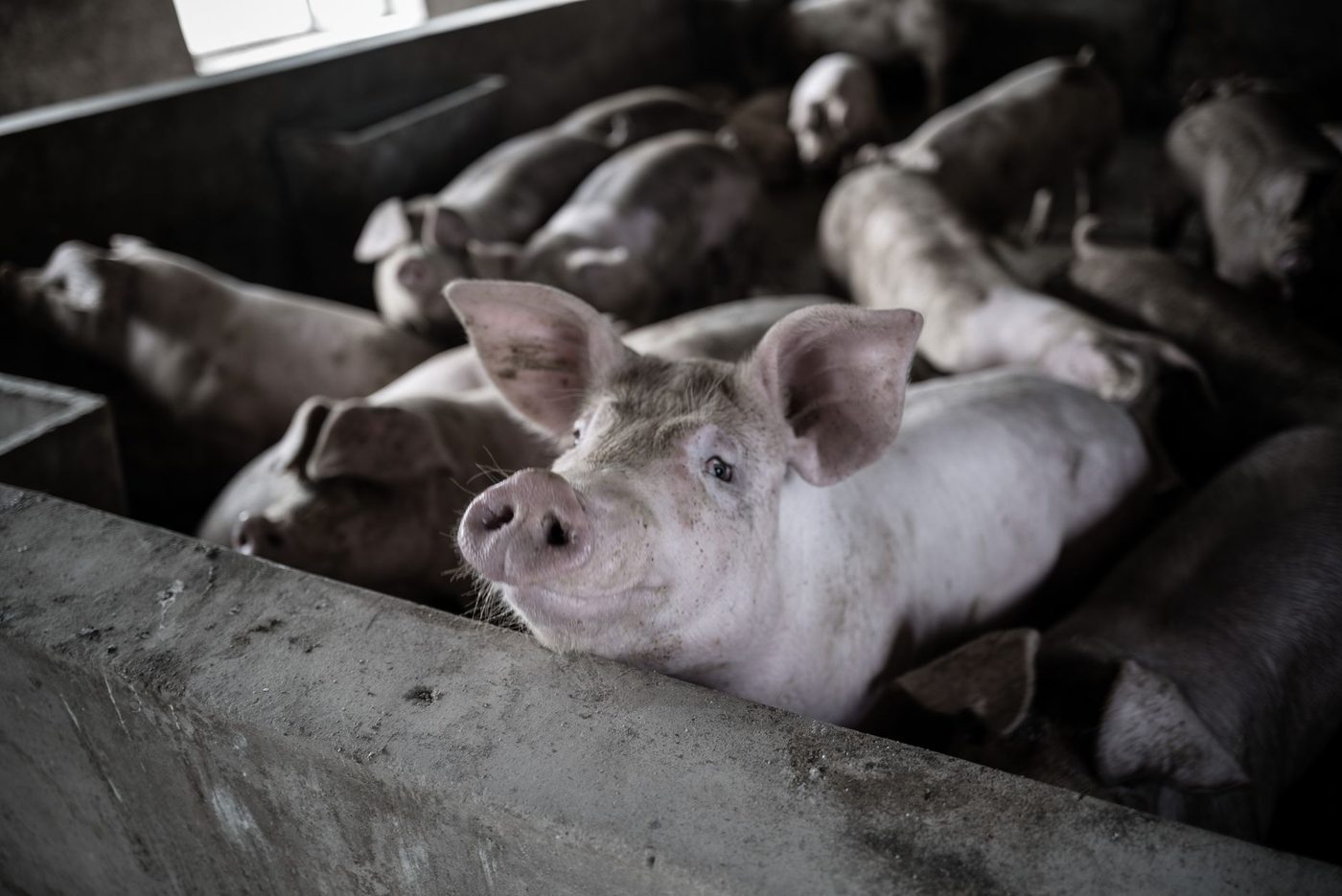 Fox Parvovirus voor het eerst bij varkens in Vlaanderen aangetroffen