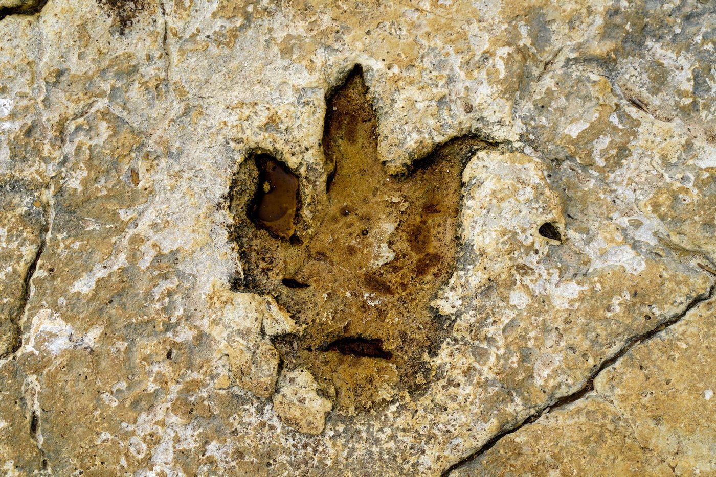 Ontdekking van Jura-fossiel werpt nieuw licht op evolutie van zoogdieren