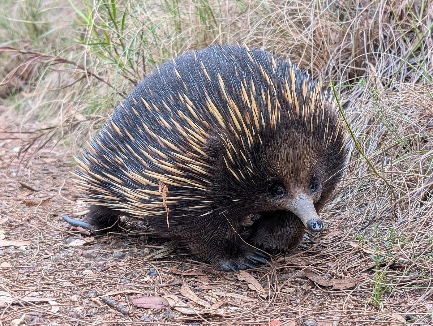 Eerste baby-egnas geboren in universitaire setting in Sydney